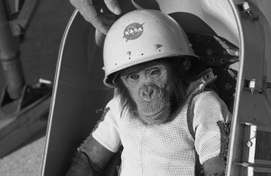 ham-the-chimp-300x195
